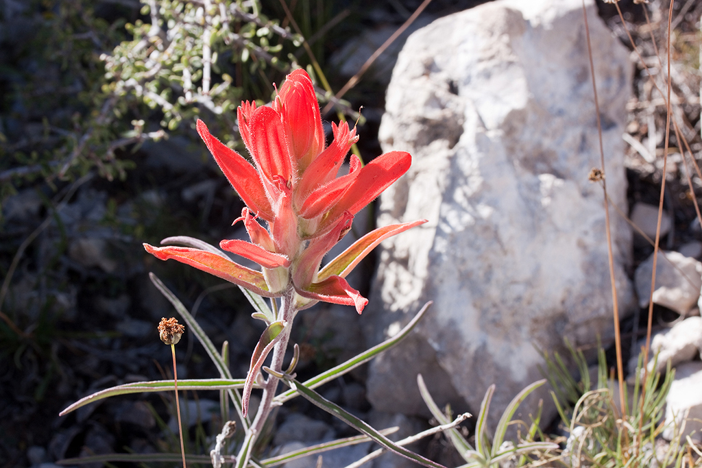 25_Guadalupe National Park_05.jpg